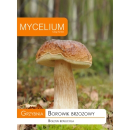 Kasepuravik (Boletus Betulicola)