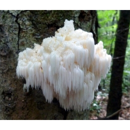 Lõvilakk-korallnarmik (Hericium erinaceus) 20 tüüblit