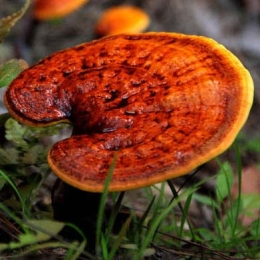 Reishi seen 20 tüüblit