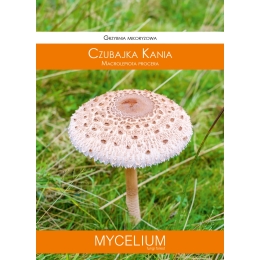 Suur sirmik (Macrolepiota Procera)